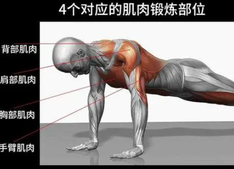 微胖体质肌肉锻炼,肌肉锻炼合适